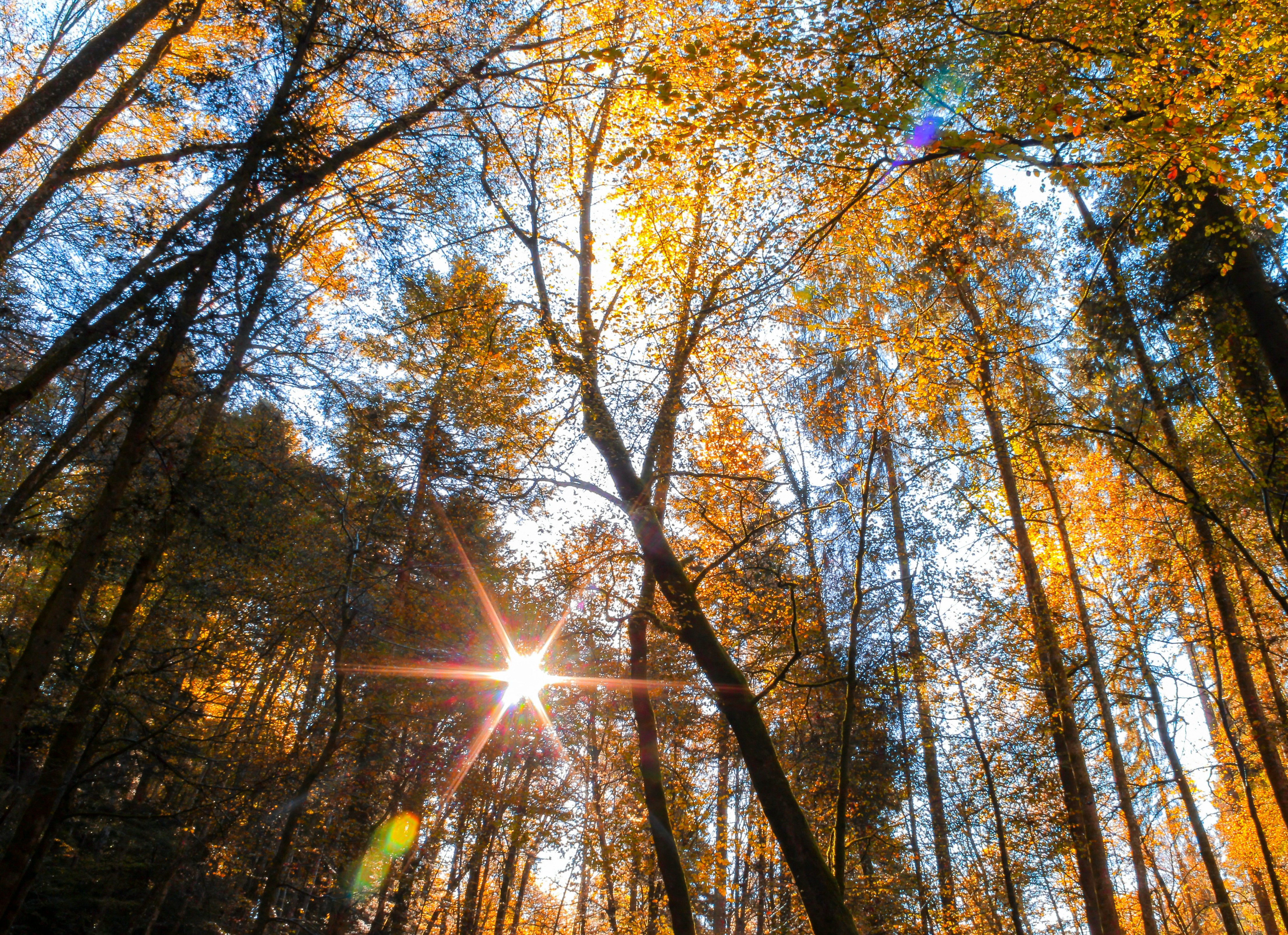 green leafed trees